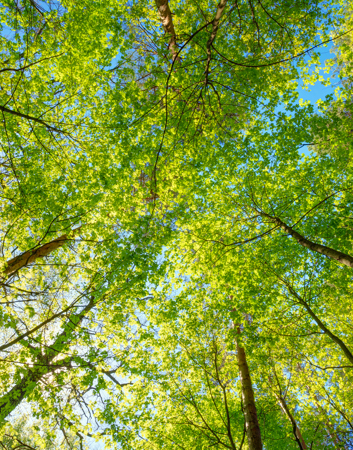 Environment