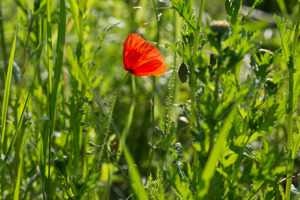 1IMAGE 20170725 164246 4038